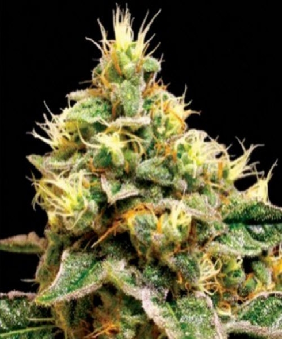 Confidential Cheese Cannabis Seeds