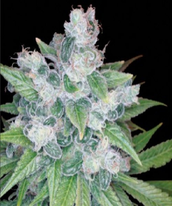 Kandy Kush Cannabis Seeds