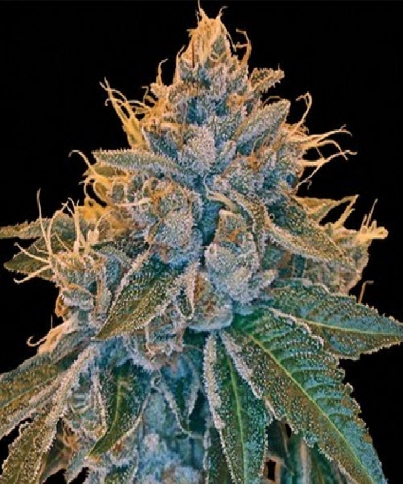 Kosher Kush Cannabis Seeds