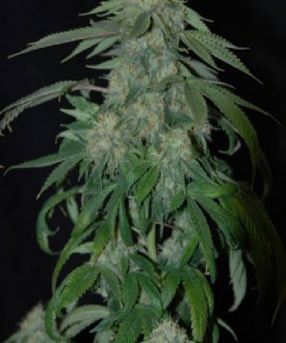 OG Kush Cannabis Seeds