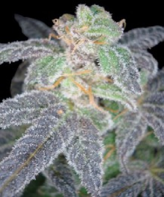 Purple OG #18 Cannabis Seeds