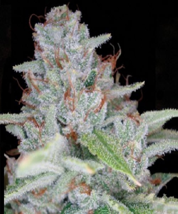 Skywalker Kush Cannabis Seeds