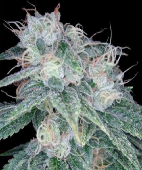 Sour Diesel Cannabis Seeds