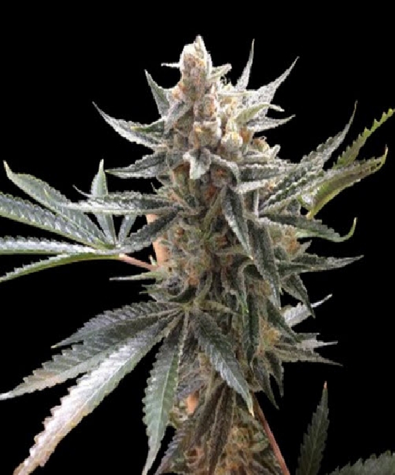 Tangie Cannabis Seeds