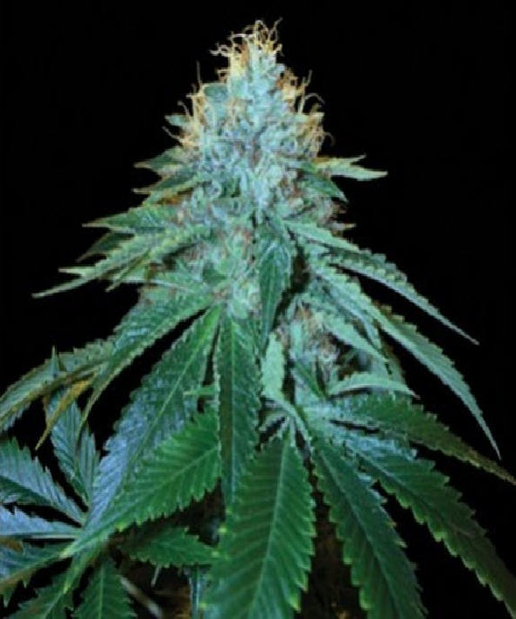 The OG #18 Cannabis Seeds