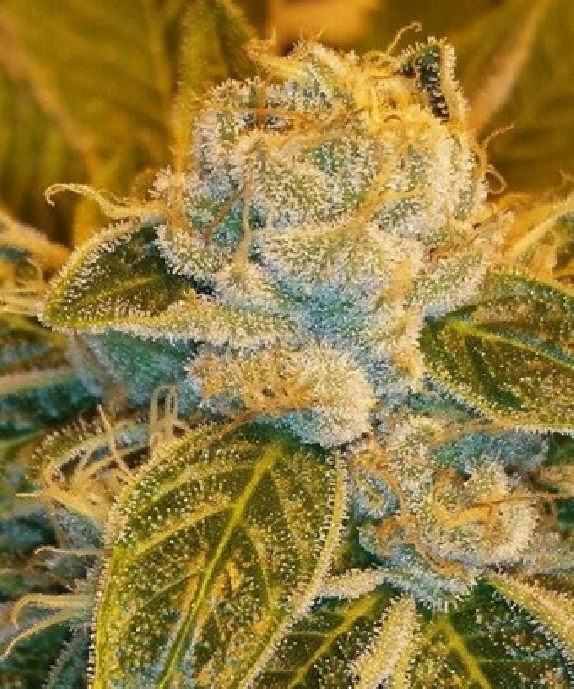 Sour Ripper Cannabis Seeds