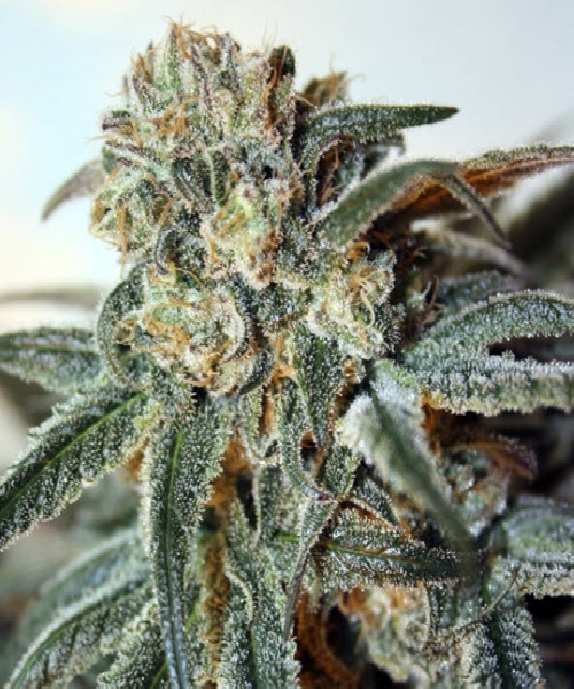 Zombie Kush Cannabis Seeds