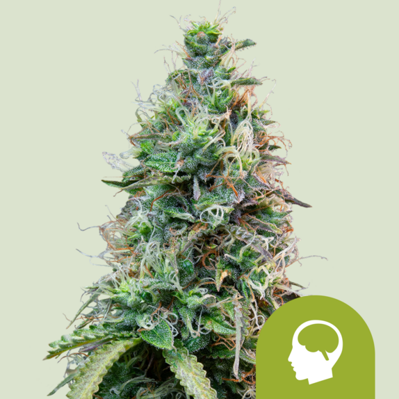 Amnesia Haze Auto Cannabis Seeds