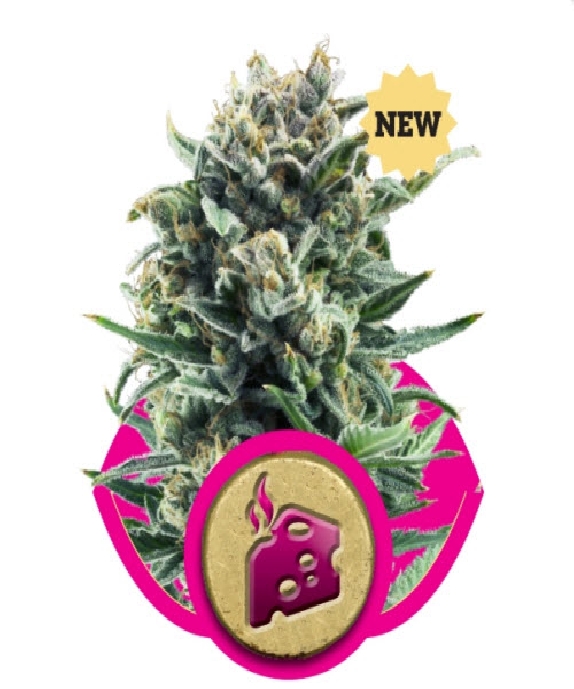 Blue Cheese Cannabis Seeds