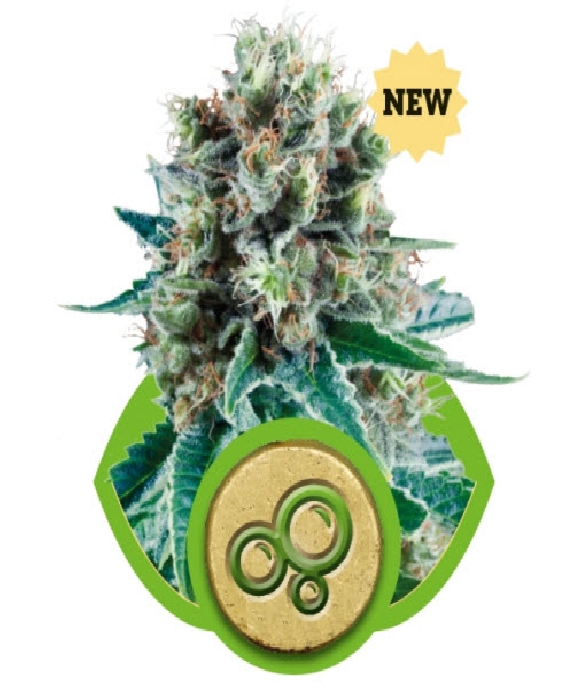 Bubble Kush Auto Cannabis Seeds