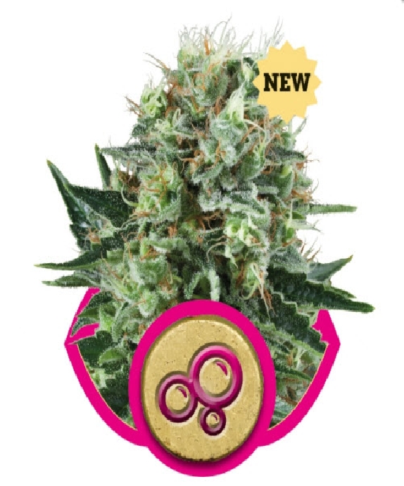 Bubble Kush Cannabis Seeds