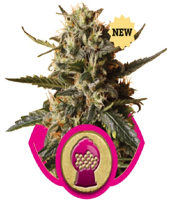 Bubblegum XL Cannabis Seeds