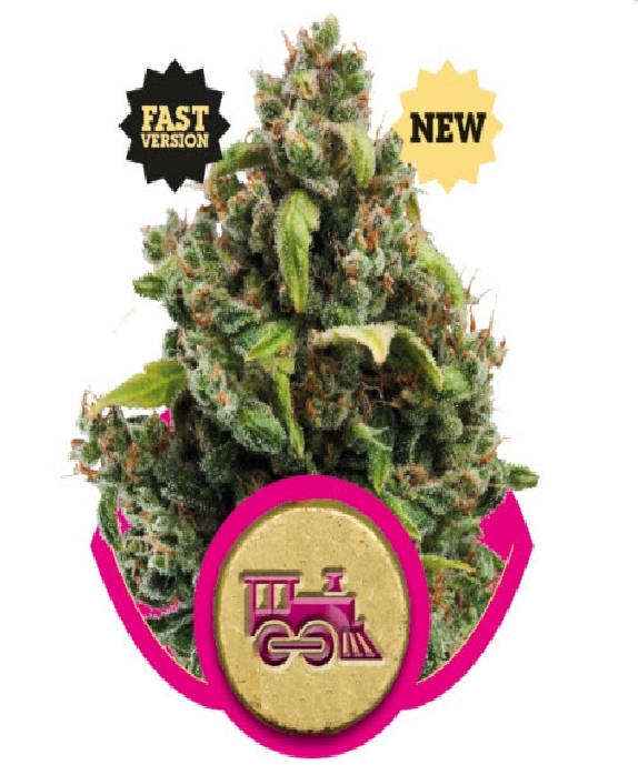 Candy Kush Express Fast Version Cannabis Seeds