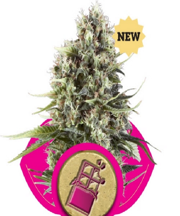 Chocolate Haze Cannabis Seeds