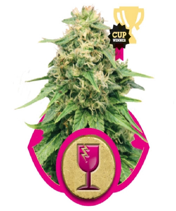 Critical Cannabis Seeds