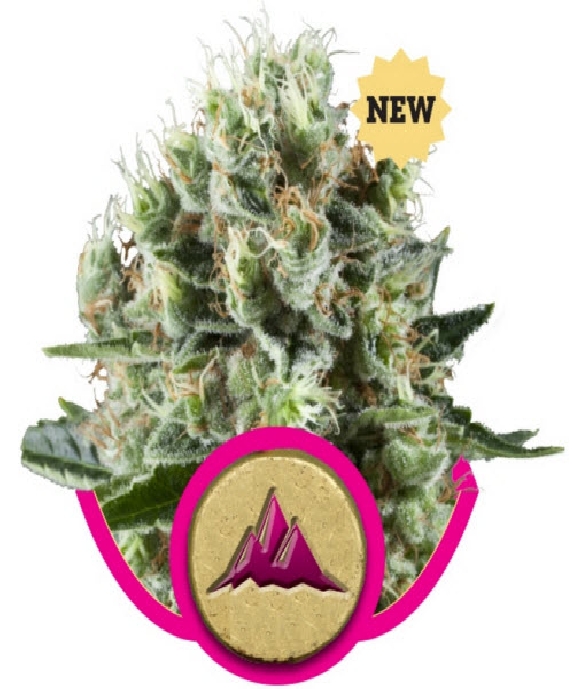 Critical Kush Cannabis Seeds