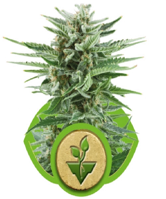 Easy Bud Cannabis Seeds