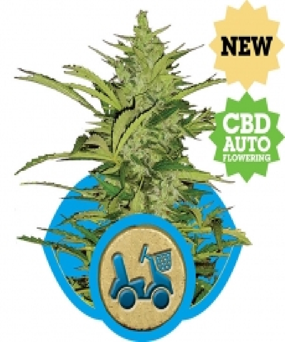 Fast Eddy Auto CBD Cannabis Seeds