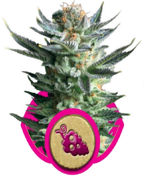 Fruit Spirit Cannabis Seeds