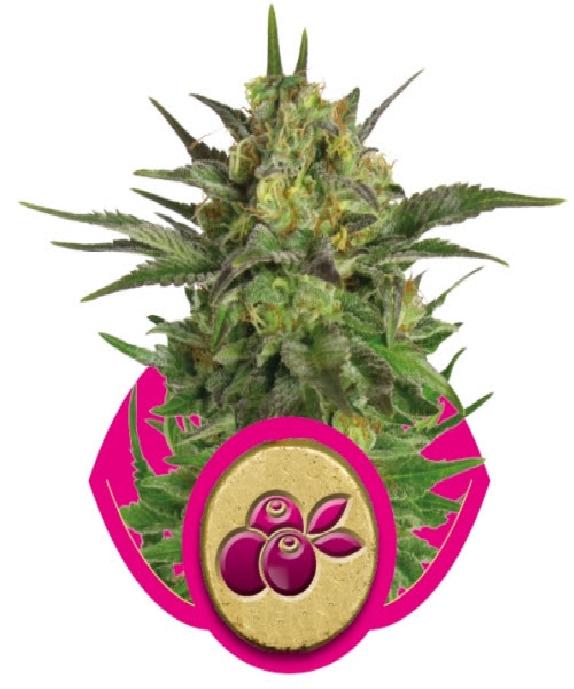 Haze Berry Cannabis Seeds