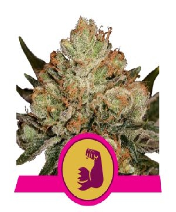 Hulkberry Cannabis Seeds