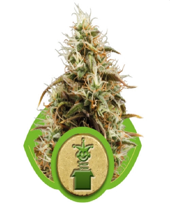 Jack Auto (formerly Jack Herer) Cannabis Seeds