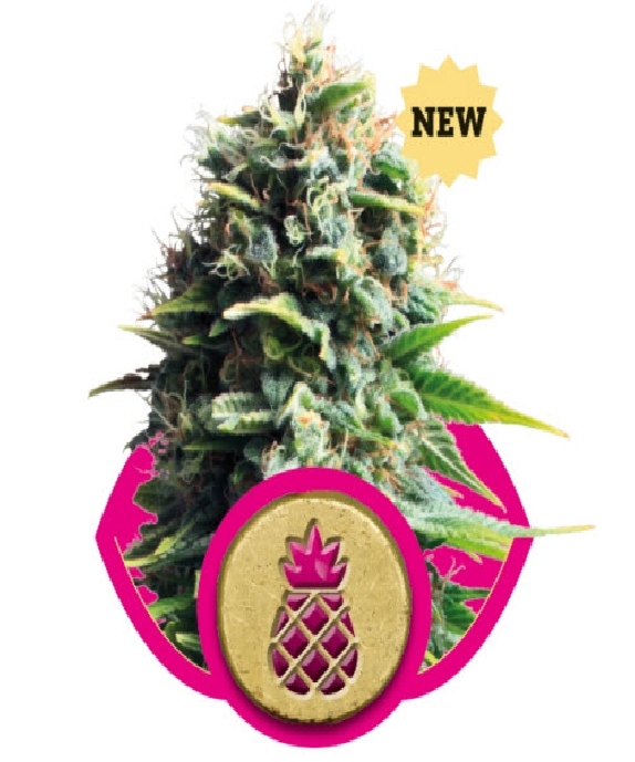Pineapple Kush Cannabis Seeds