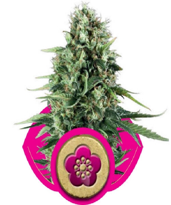 Power Flower Cannabis Seeds