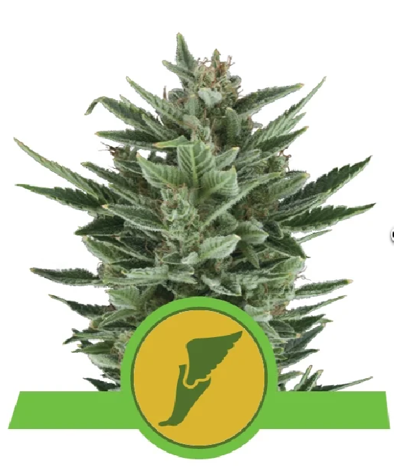 Quick One Auto Cannabis Seeds