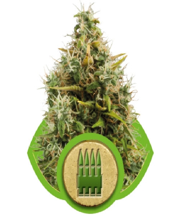 Royal AK Auto Cannabis Seeds
