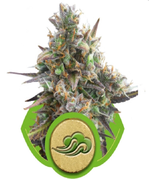 Royal Bluematic Cannabis Seeds