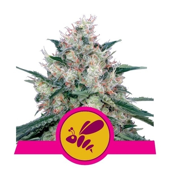 Honey Cream Fast Version Cannabis Seeds