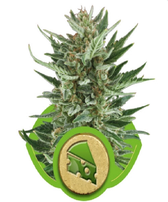 Royal Cheese Auto Cannabis Seeds