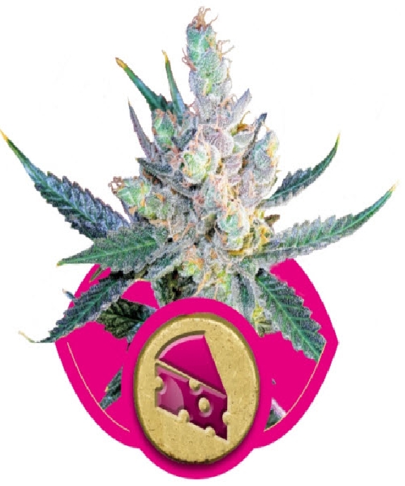 Royal Cheese Fast Version Cannabis Seeds