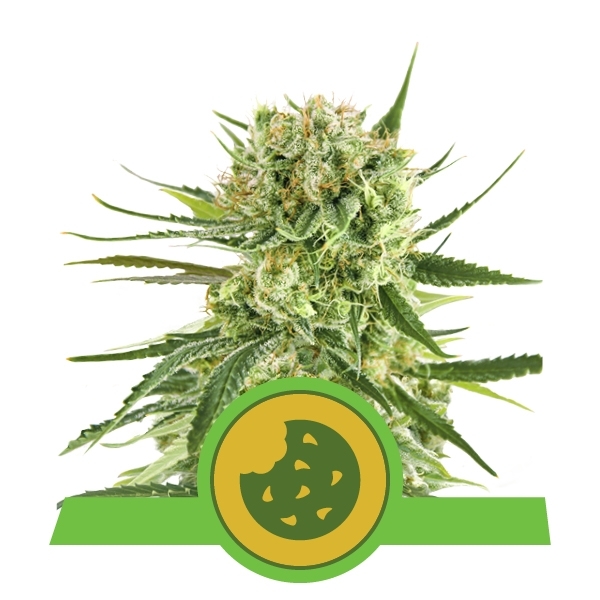 Royal Cookies Automatic Cannabis Seeds