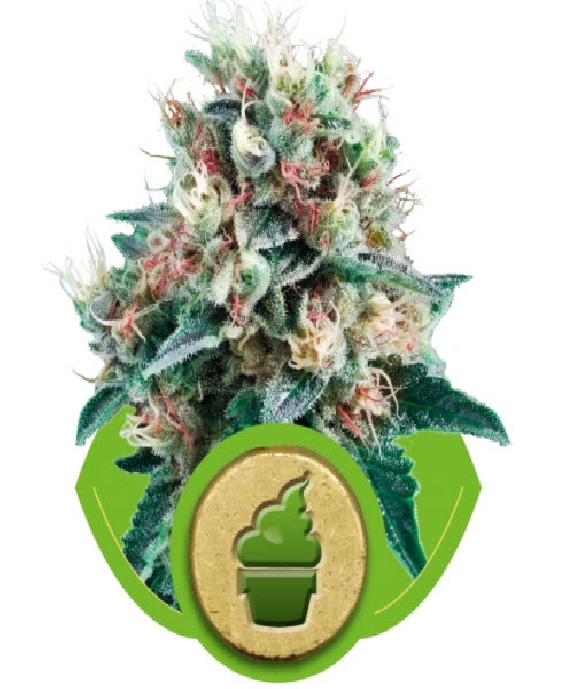 Royal Creamatic Cannabis Seeds