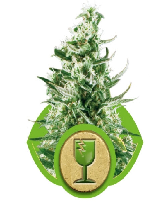 Royal Critical Auto Cannabis Seeds