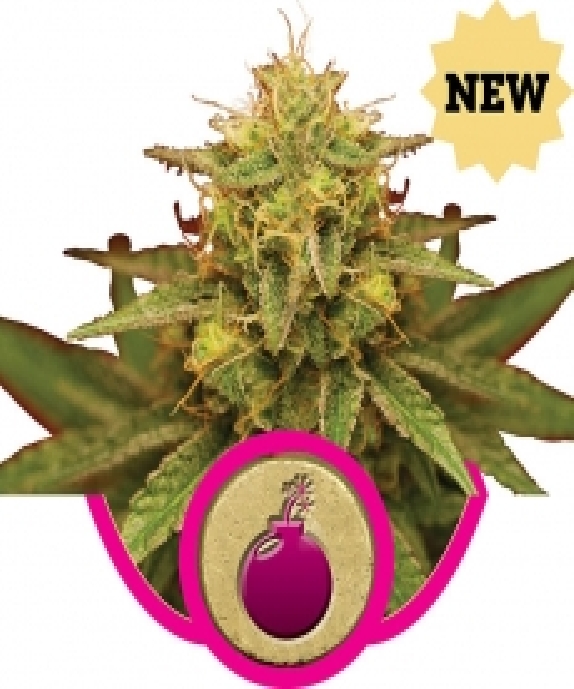 Royal Domina Cannabis Seeds