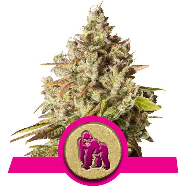 Royal Gorilla Cannabis Seeds