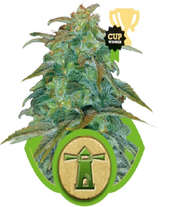 Royal Haze Cannabis Seeds