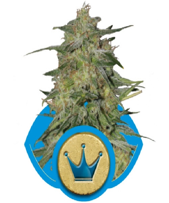 Royal Highness CBD Cannabis Seeds