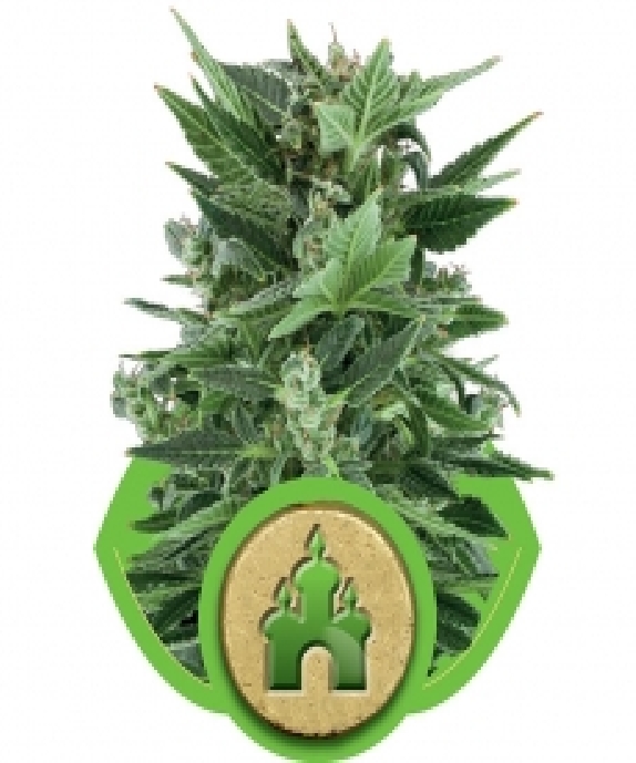 Royal Kush Automatic Cannabis Seeds