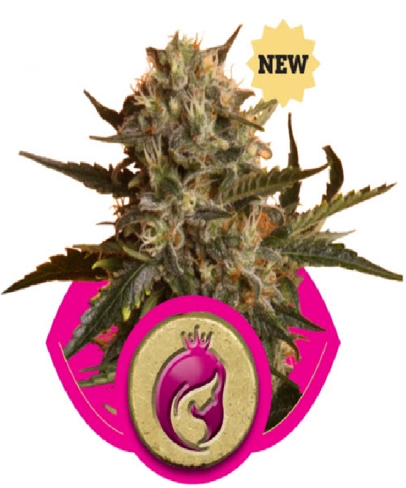 Mother Gorilla (Formerly Royal Madre) Cannabis Seeds