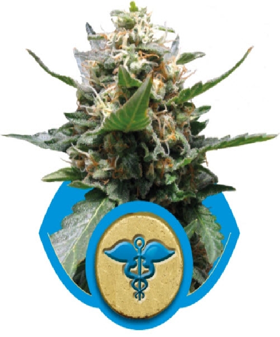 Royal Medic Cannabis Seeds