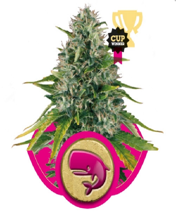 Royal Moby Cannabis Seeds