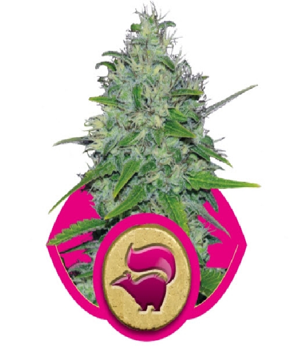 Skunk XL Cannabis Seeds