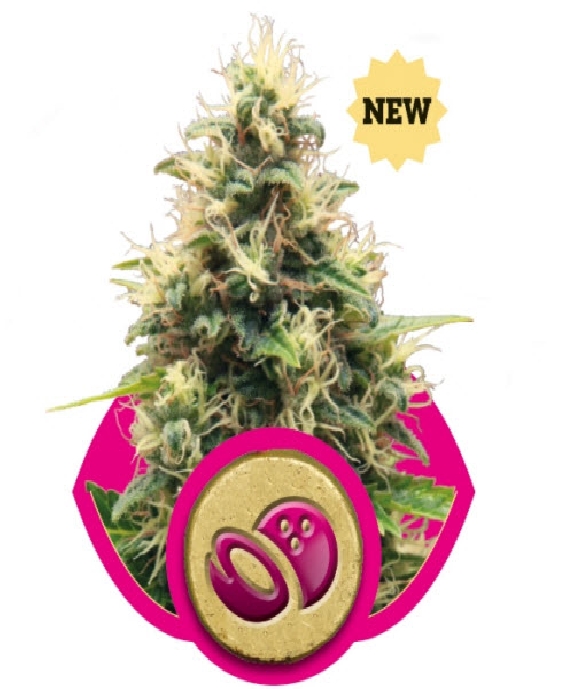 Somango XL Cannabis Seeds