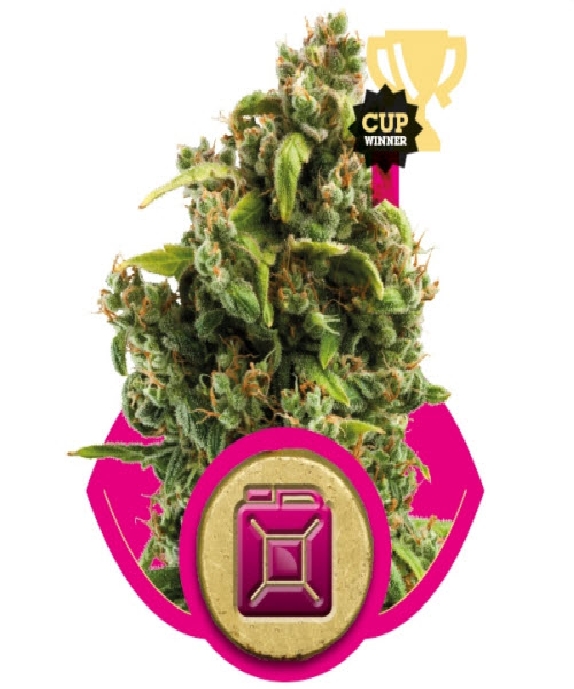 Sour Diesel Cannabis Seeds