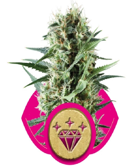 Special Kush No.1 Cannabis Seeds