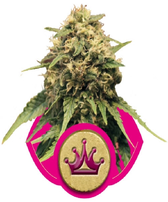 Special Queen No.1 Cannabis Seeds